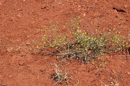 Goodenia lamprosperma: Goodenia lamprosperma about 60 km E of Nanutarra Road House, Pilbara, Western Australia