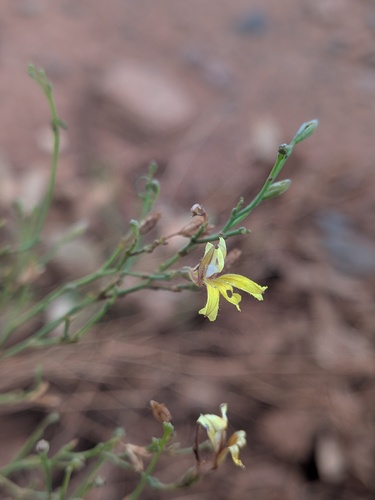 Goodenia lamprosperma (Goodenia lamprosperma)