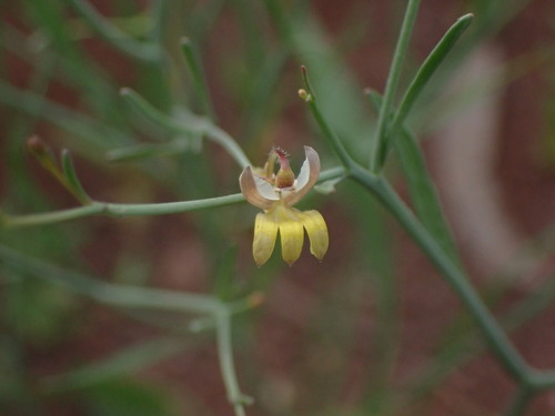 Goodenia lamprosperma (Goodenia lamprosperma)