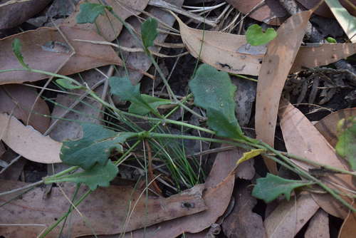 Goodenia lanata (Goodenia lanata)