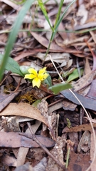 Goodenia lanata (Goodenia lanata)