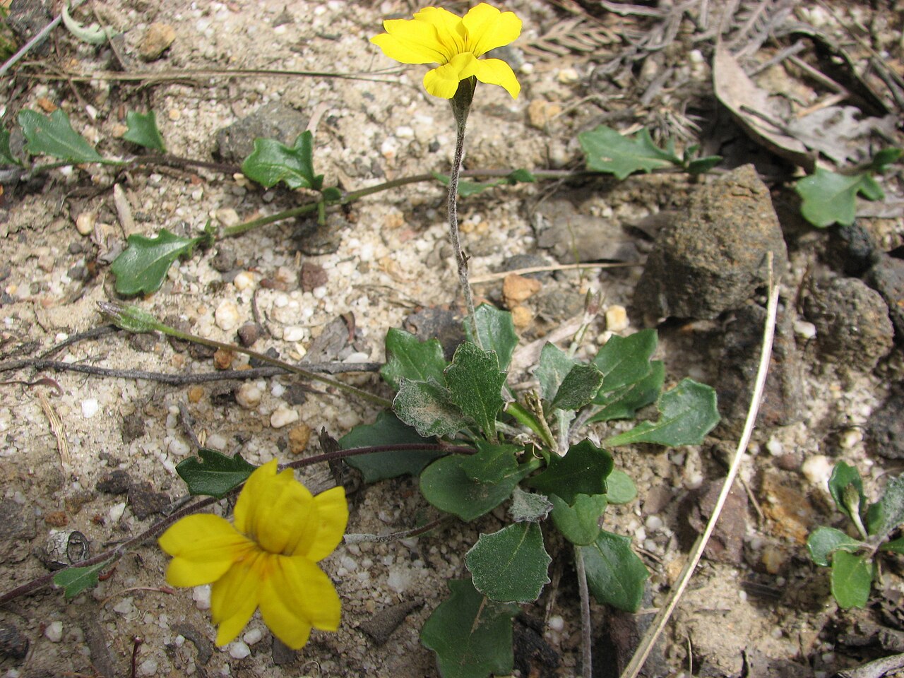 Goodenia lanata: Goodenia lanata , Great Otway National Park, Victoria, Australia