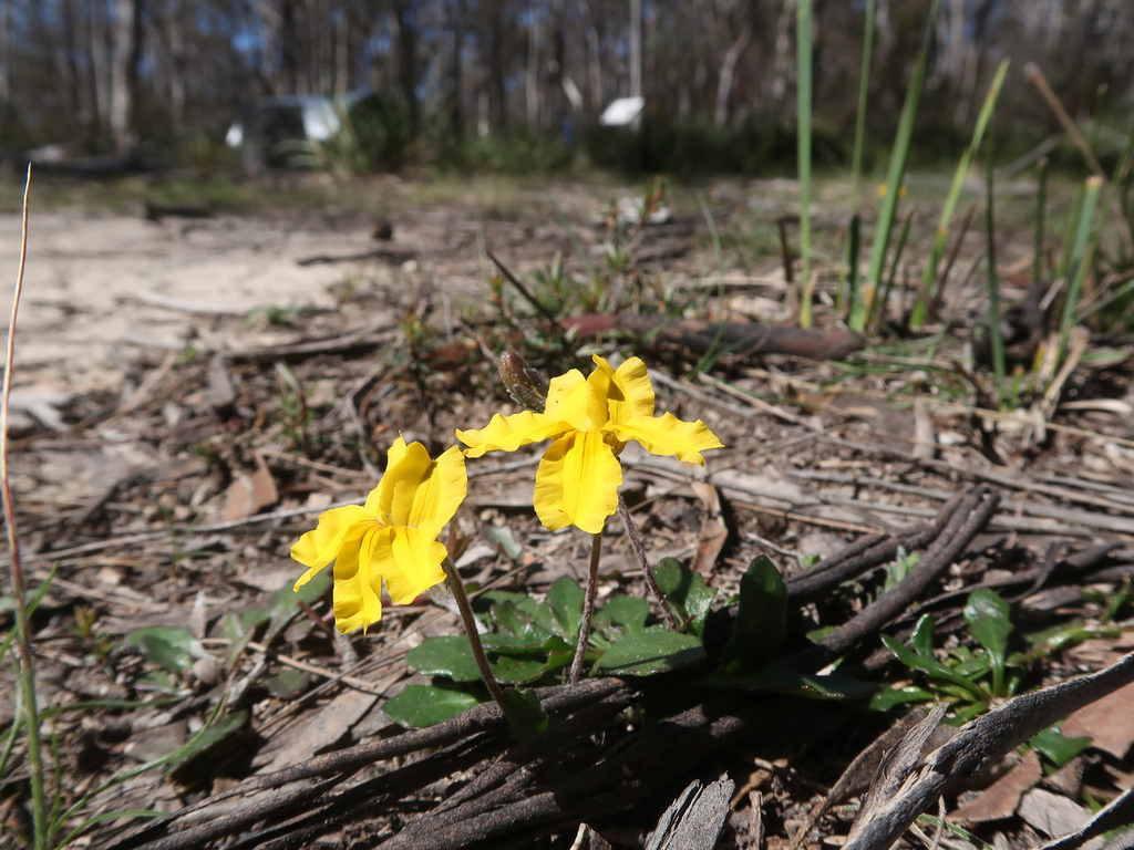 Goodenia lanata (Goodenia lanata)