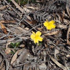 Goodenia lanata (Goodenia lanata)