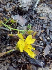 Goodenia lanata (Goodenia lanata)