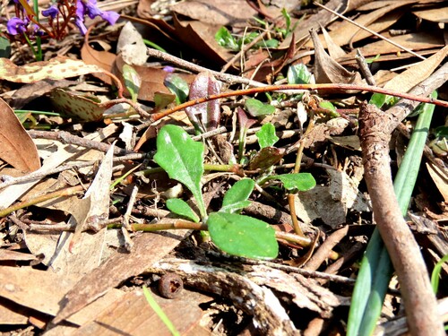 Goodenia lanata (Goodenia lanata)