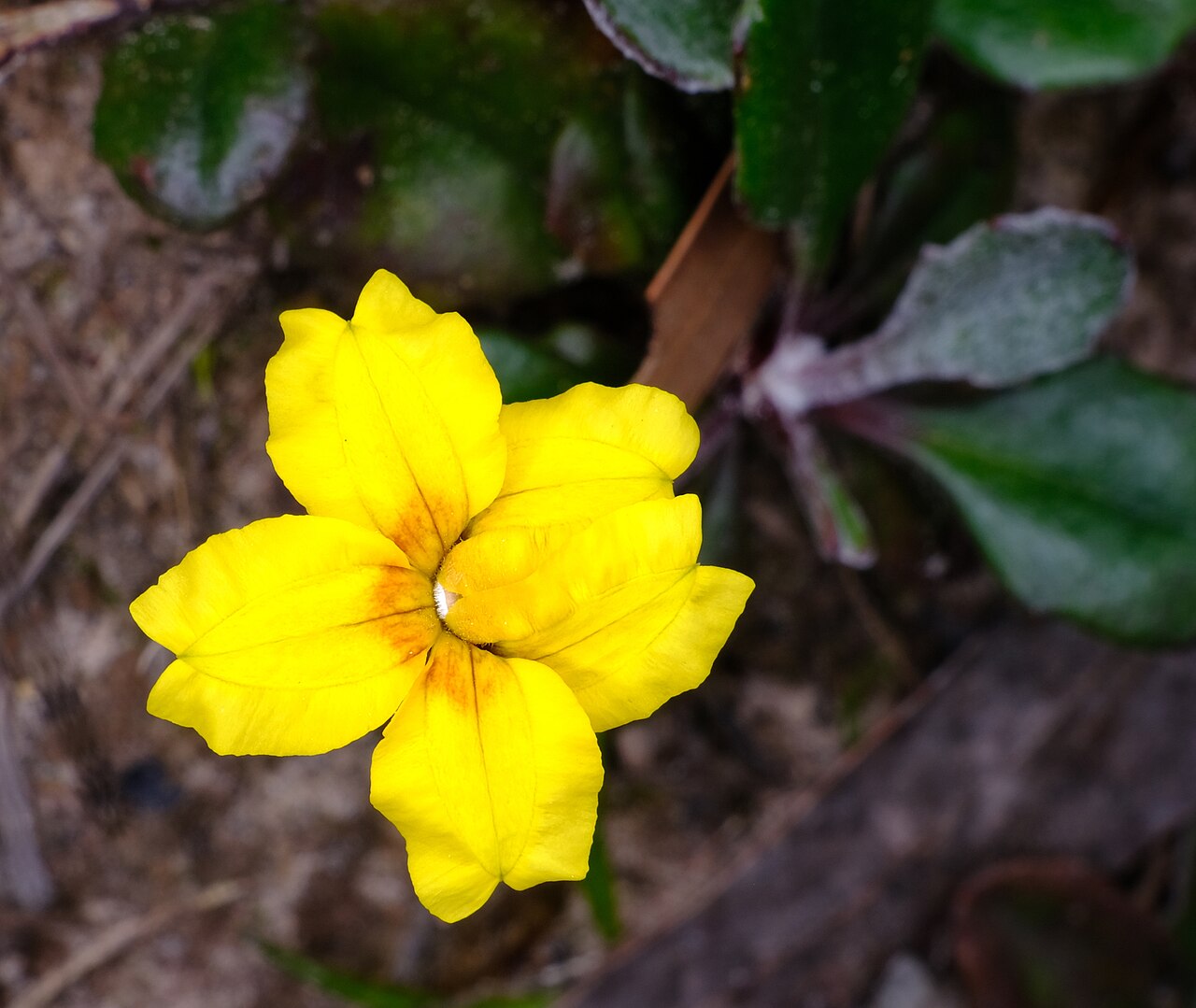 Goodenia lanata: Trailing Goodenia ( Goodenia lanata ) in Australia
