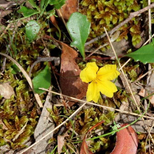 Goodenia lanata (Goodenia lanata)