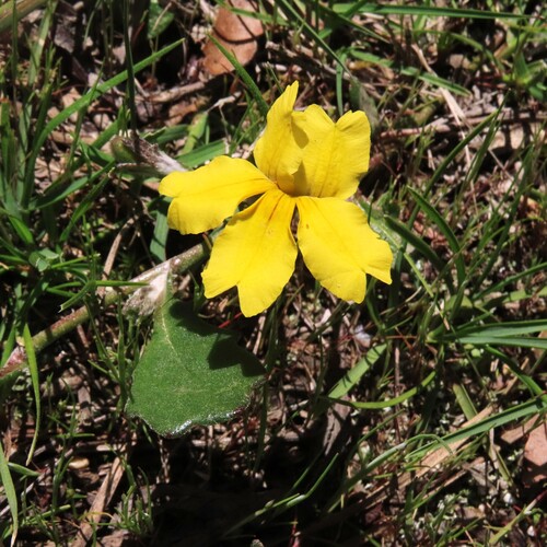 Goodenia lanata (Goodenia lanata)