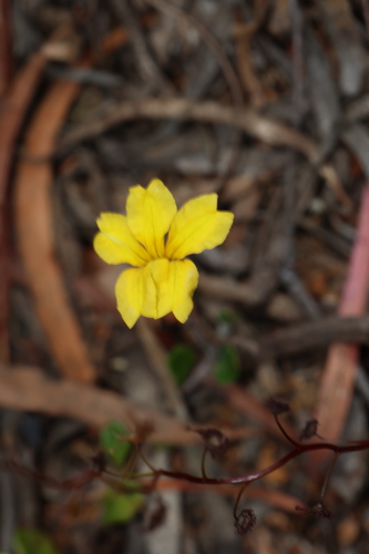 Goodenia lanata (Goodenia lanata)