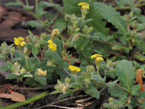 Goodenia leiosperma (Goodenia leiosperma)