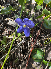 Goodenia leptoclada (Goodenia leptoclada)