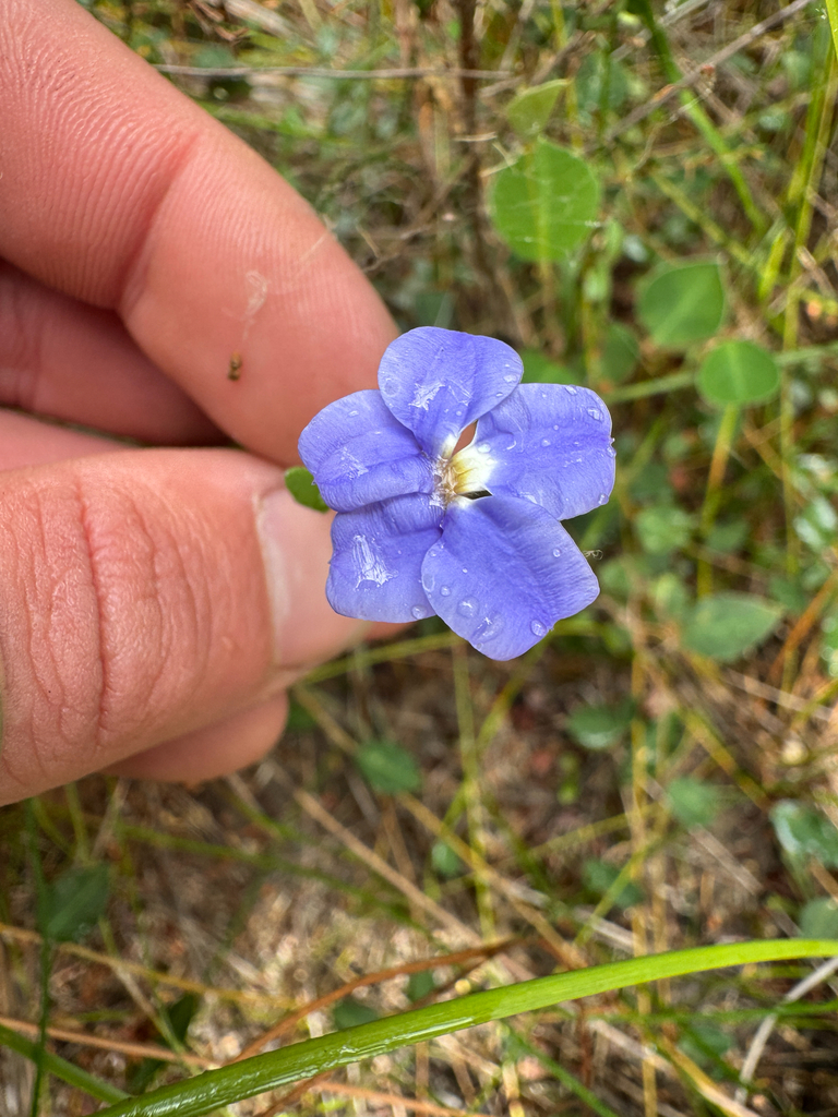 Goodenia leptoclada (Goodenia leptoclada)