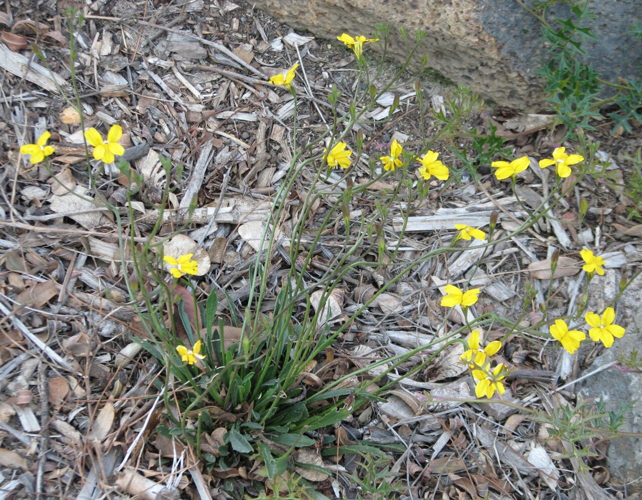 Goodenia lineata: Goodenia lineata (cultivated, labelled) Royal Botanic Gardens Melbourne, Australia