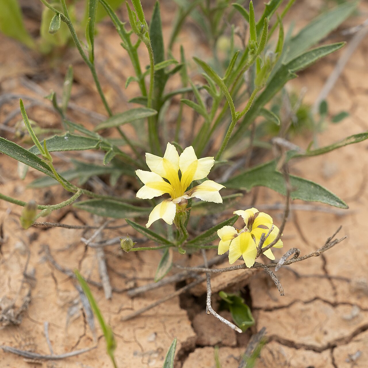 Goodenia lunata: Goodenia lunata near Carriewerloo, South Australia