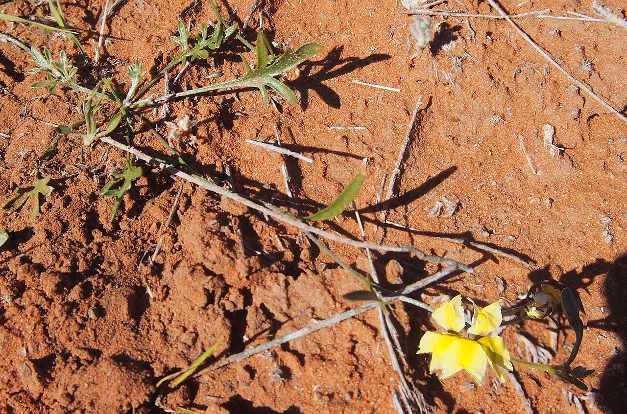 Goodenia lunata: Goodenia lunata habit