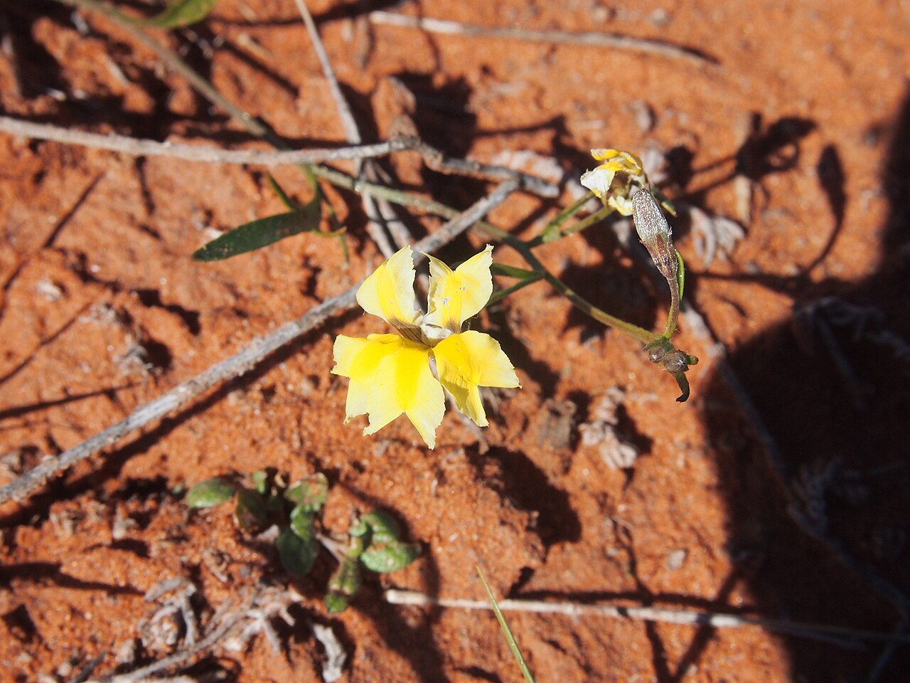 Goodenia lunata: Goodenia lunata flower