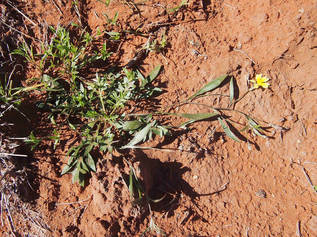 Goodenia lunata: Goodenia lunata habit