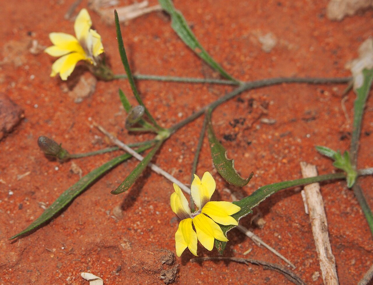 Goodenia lunata: Goodenia lunata flowers