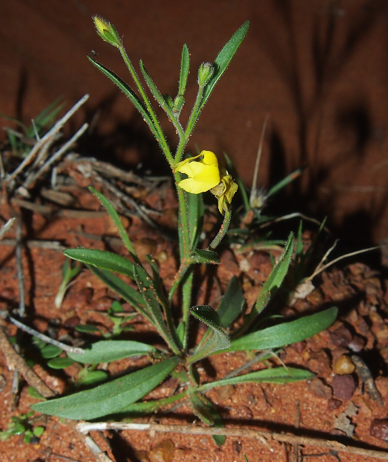 Goodenia lunata: Goodenia lunata habit