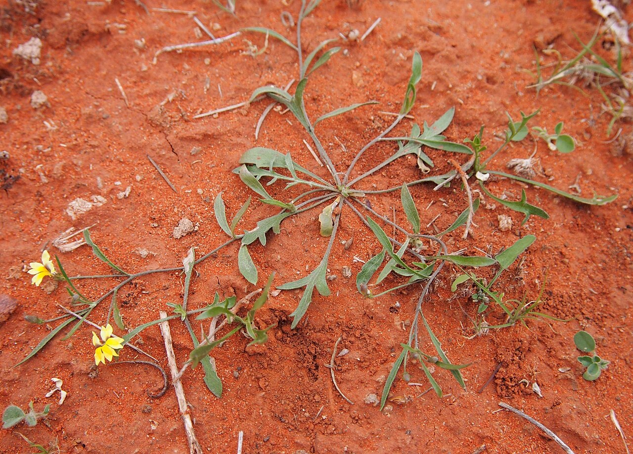 Goodenia lunata: Goodenia lunata plant