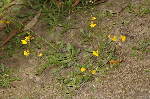 Goodenia macbarronii: Showing habit of Goodenia macbarronii in Goobang National Park, near Parkes, New South Wales