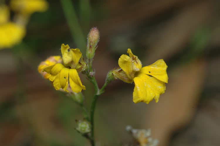 Goodenia macbarronii: Goodenia macbarronii in Goobang National Park, near Parkes, New South Wales