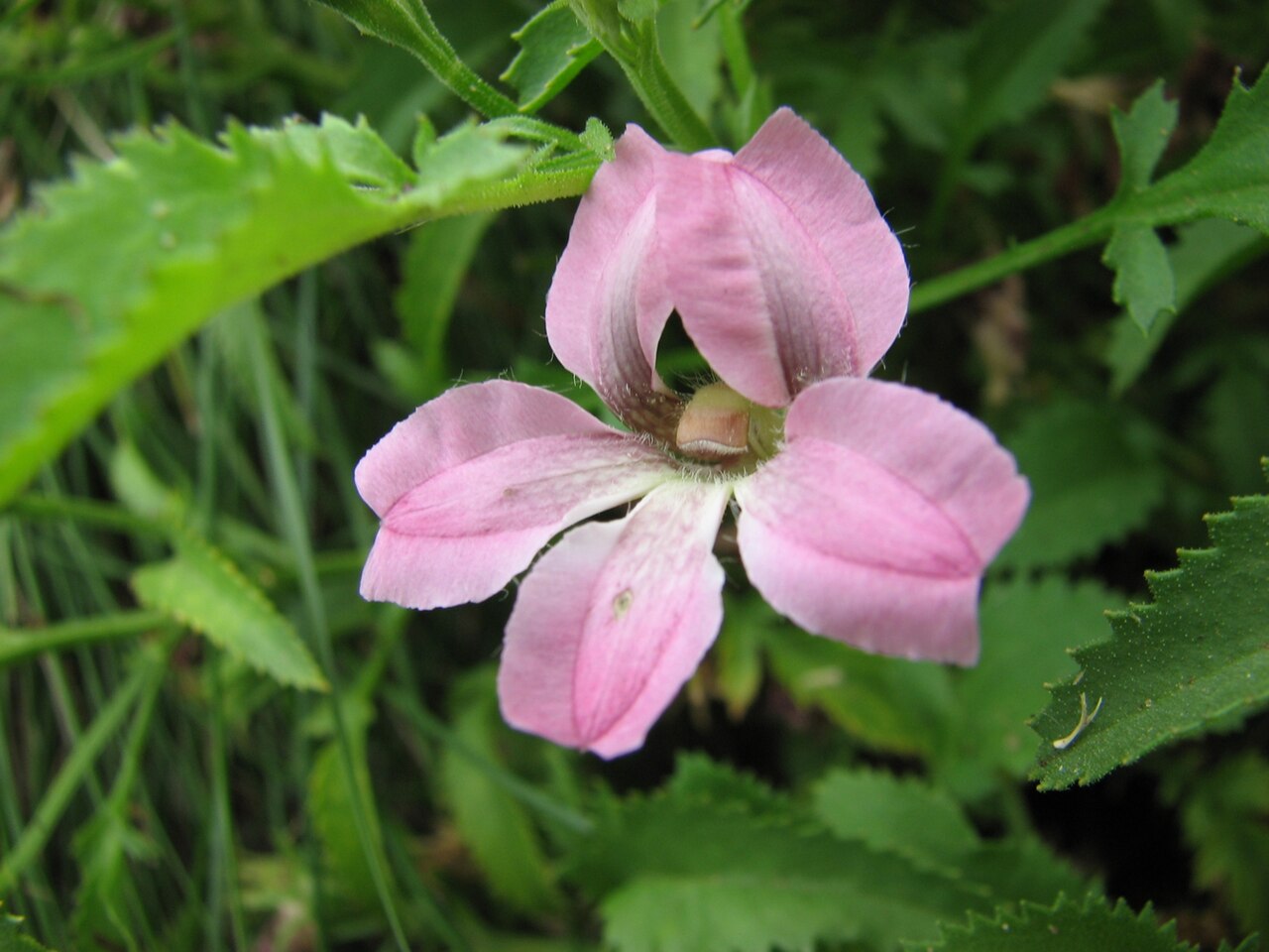 Pinnate goodenia: Goodenia macmillanii (cultivated, labelled), Royal Botanic Gardens Melbourne, Australia