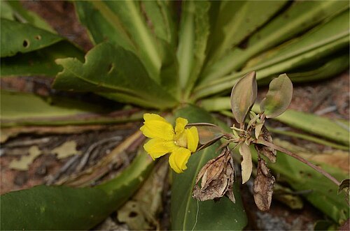Goodenia macrocalyx: Goodenia macrocalyx in Welford National Park, Desert Drive, 10.1 kilometres south from Jundah - Quilpie Road, Queensland