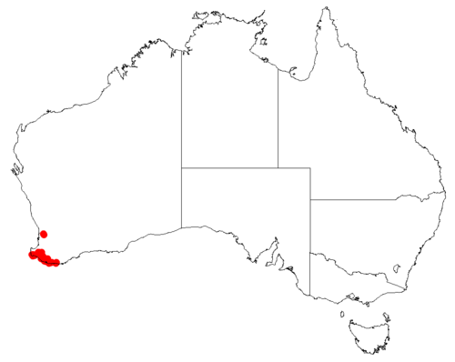 Large-leaved Velleia: Velleia macrophylla Occurrence data downloaded from [[Australasian Virtual Herbarium}AVH]] on 10 September 2018, https://doi.org/10.26197/5b95829e36509