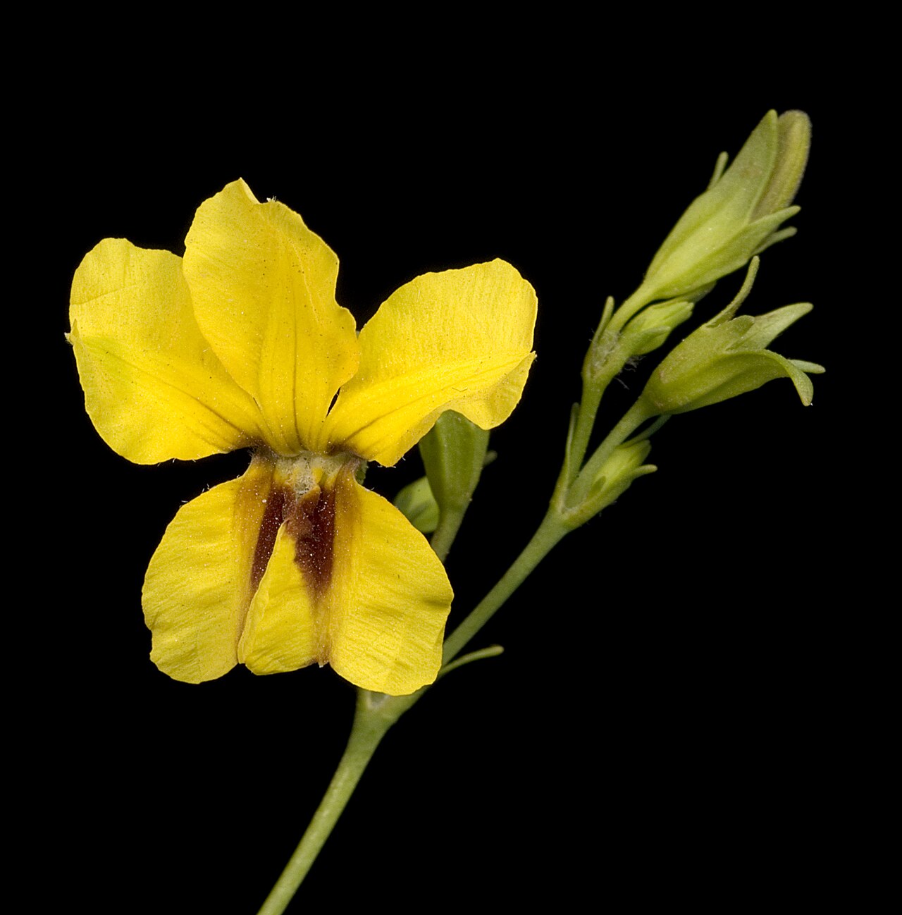 Large-leaved Velleia: KRT3484