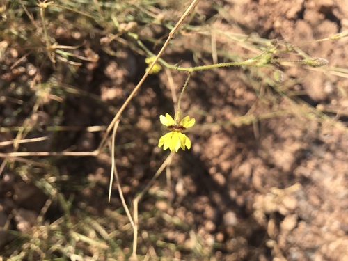 Goodenia microptera (Goodenia microptera)