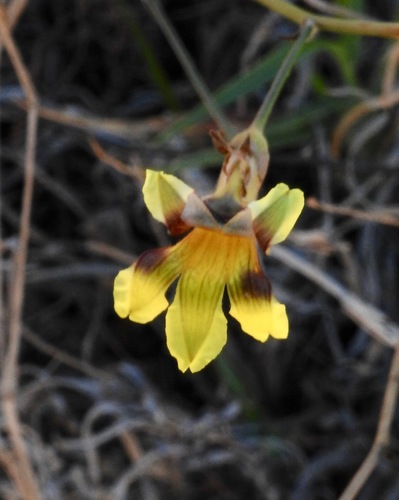 Goodenia microptera (Goodenia microptera)