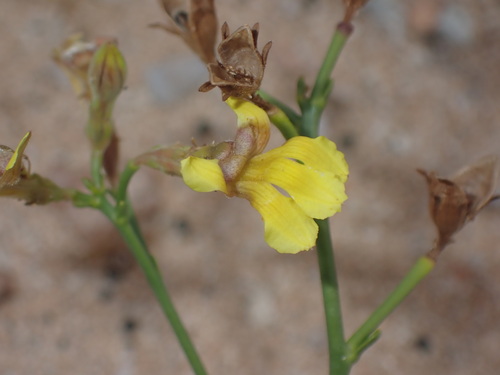 Goodenia microptera (Goodenia microptera)