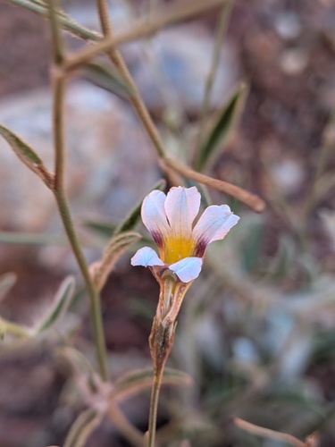 Goodenia microptera (Goodenia microptera)
