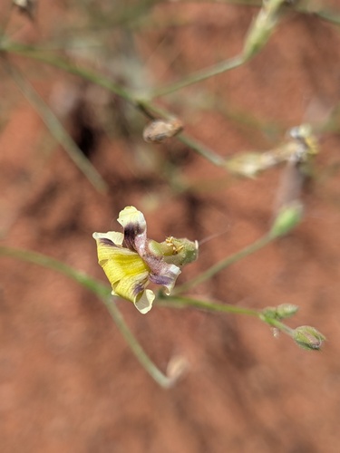 Goodenia microptera (Goodenia microptera)