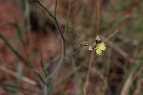 Goodenia microptera (Goodenia microptera)
