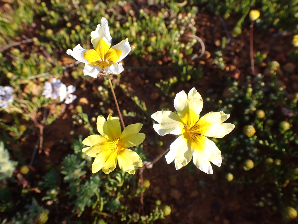 Goodenia mimuloides (Goodenia mimuloides)