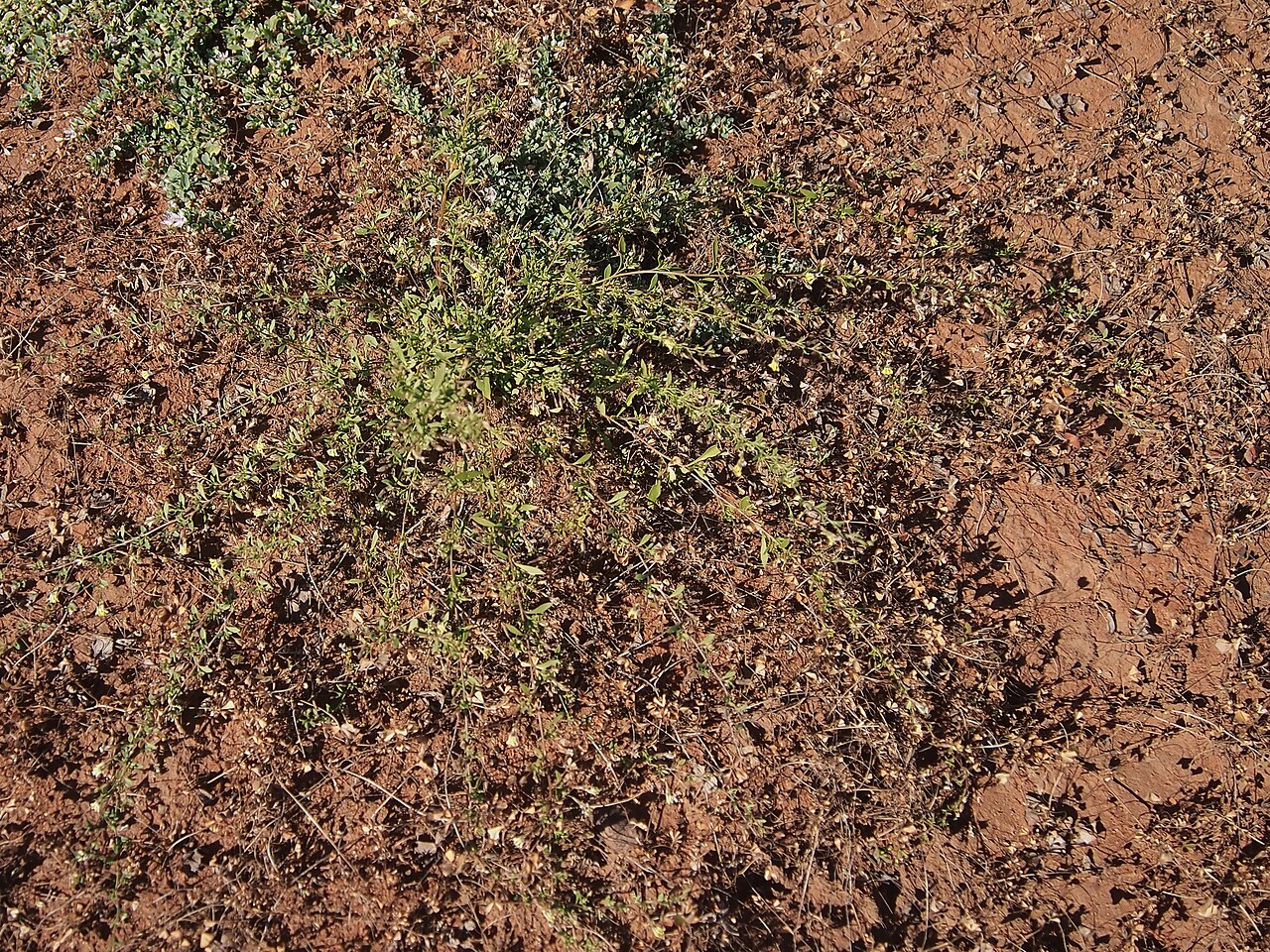 Goodenia modesta: Goodenia modesta habit
