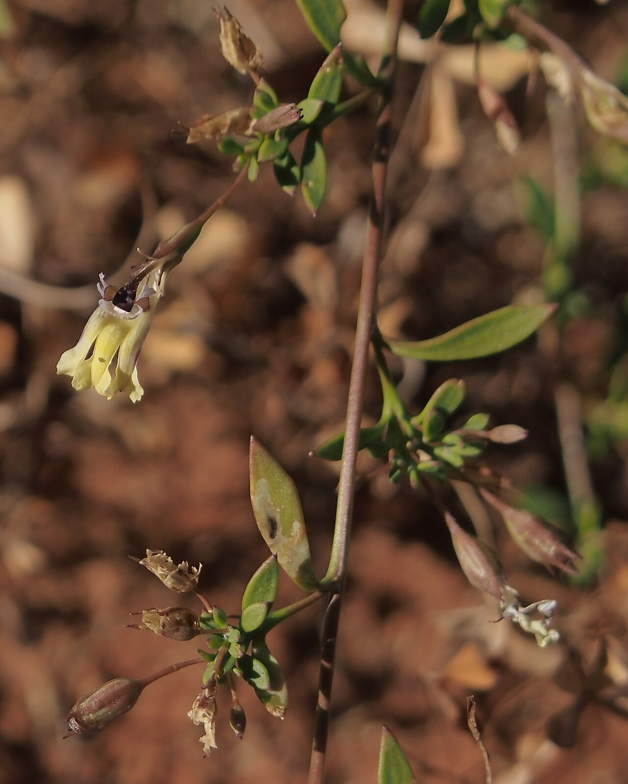 Goodenia modesta: Goodenia modesta flower