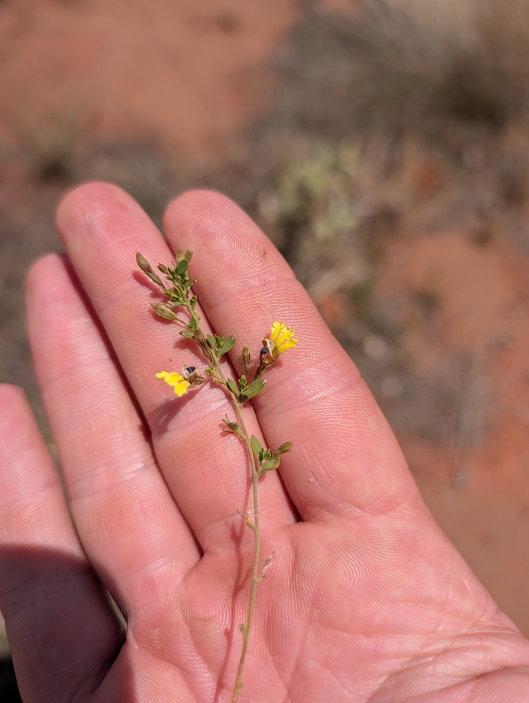 Goodenia modesta (Goodenia modesta)