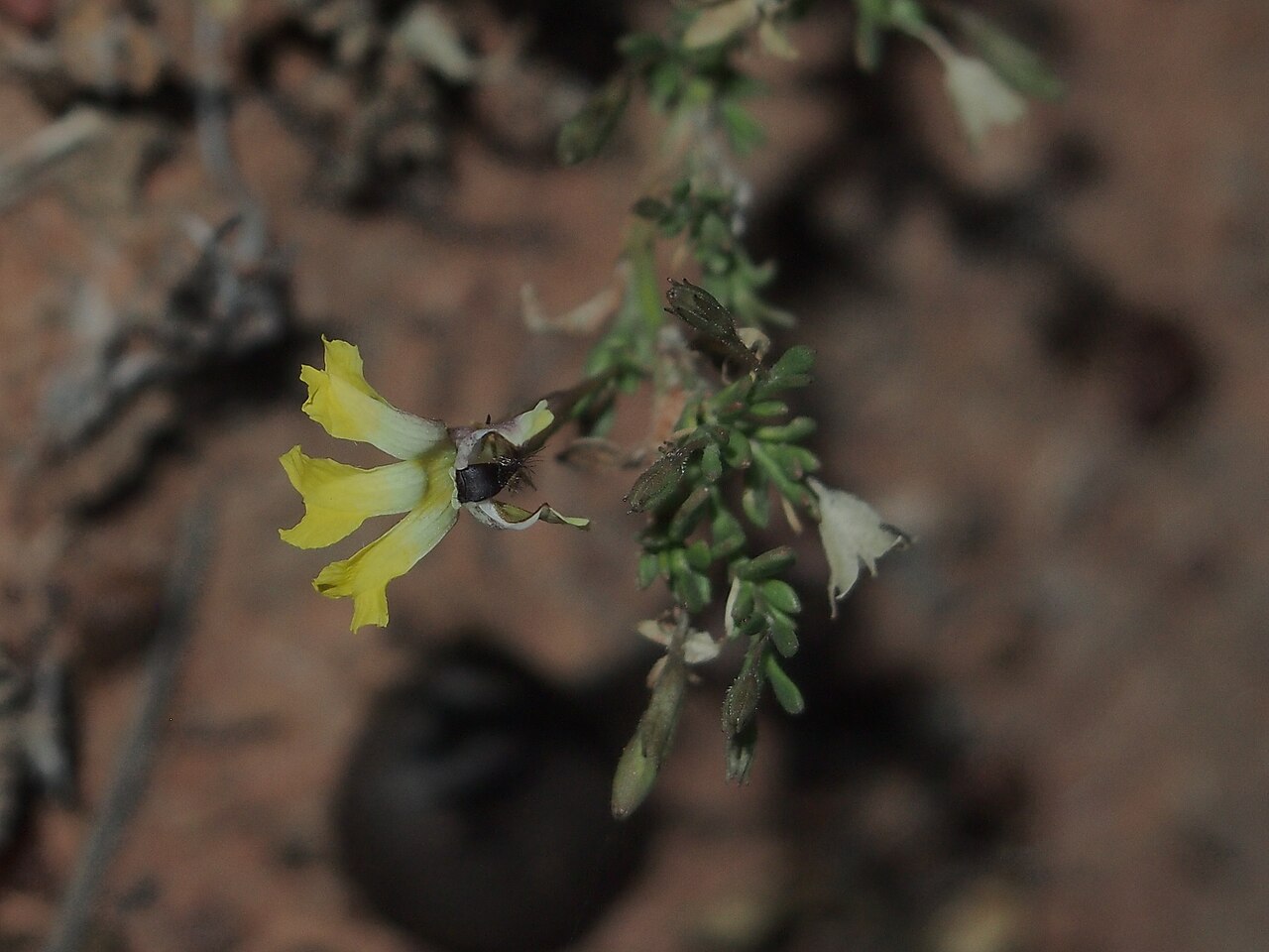 Goodenia modesta: Goodenia modesta flower