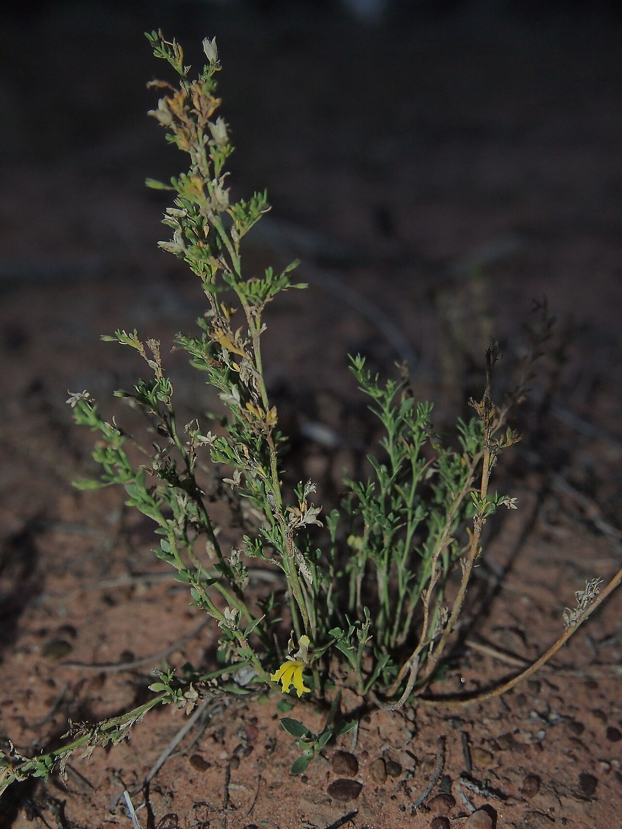 Goodenia modesta: Goodenia modesta