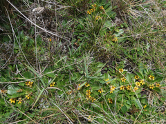 Goodenia montana (Goodenia montana)