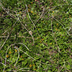 Goodenia montana (Goodenia montana)