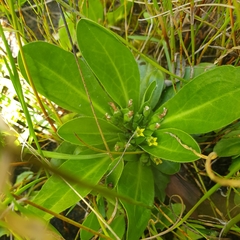 Goodenia montana (Goodenia montana)