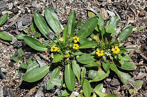Goodenia montana: Velleia montana cultivated plant growing in the Australian National Botanic Gardens