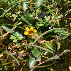 Goodenia montana (Goodenia montana)