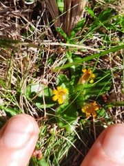 Goodenia montana (Goodenia montana)