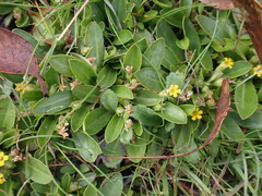 Goodenia montana (Goodenia montana)